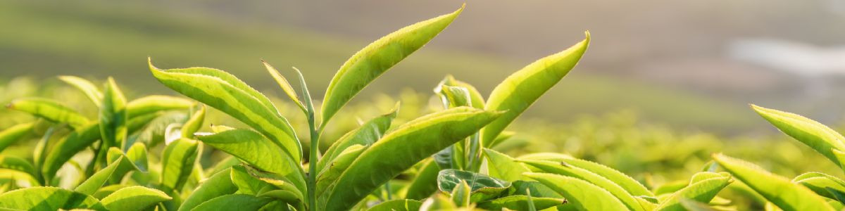 3 tisanes qui facilitent la perte de poids- Plantes et Santé